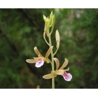 ราคา ใช้ติดตัวเป็นเสน่ห์เมตตามหานิยม 1หัว ชุด หัวว่านตัวเมียตัวหัวเล็ก ว่านช้างผสมโขลง มีชัยชนะ (8002788782)