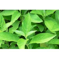 ราคา ขายส่ง 100 กรัม สมุนไพรทองพันชั่งตากแห้ง White crane flower ออร์แกนิค ธรรมชาติ สมุนไพรไทย ชาชงสมุนไพร สบู่สมุนไพร แชมพูสมุนไพร หญ้าไก่ (7880276574)