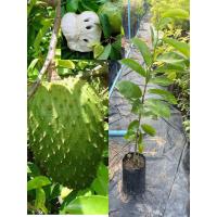 ราคา ทุเรียนน้ำหรือทุเรียนเทศสูง45 50ซม เพาะเมล็ดพร้อมปลูก (13881475401)