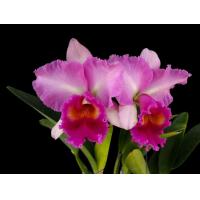 ราคา แคทลียา พิงค์ไดมอนด์ ราชินิกล้วยไม้ ไซส์ดอก (5966254071)