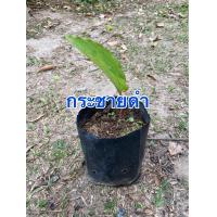 ราคา กระชายดำ ต้นกล้ากระชายดำ มีหัวมีรากมีใบ ต้นกล้าสดพร้อมปลูก สูง 10 20 เซน (19258123225)
