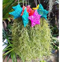 ราคา เคราฤาษี หนวดฤาษี ดาวหวาย คละสี ไม้ประดับ ไม้ตกแต่ง สวย สด ต้นอวบ ไม้รากอากาศ (15811931729)