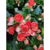 ราคา บีโกเนียดอก กุหลาบนางฟ้าบีโกเนีย Begonia บีโกเนียดอกซ้อน มีลักษณะอวบน้ำสูง 15 45 ซม อยู่ในตระกูล Begoniaceae ดอกสีส้ม ม้ดอกขนาดเล็ก ลักษณะดอกออกเป็นช่อตามซอกใบ ดอกตัวผู้กับดอกตัวเมียแยกกันอยู่กับดอกตั