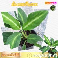 ราคา ต้นเดหลีแคระ กระถาง 3 นิ้ว ส่งพร้อมกระถาง (21288423735)