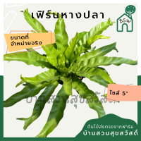 ราคา ต้นเฟิร์นหางปลา กระถาง 5 6 นิ้ว มาในกระถางพร้อมตั้ง (14078927344)