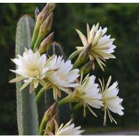 ราคา เมล็ดคอนโดนางฟ้า เมล็ดแคคตัส เมล็ดกระบองเพชร (9684196891)