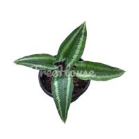 ราคา กวักพระพรหม นิยมปลูกเพื่อความเป็นสิริมงคล เมตตามหานิยม และช่วยให้ค้าขายดี กระถาง 8 นิ้ว (20716400675)