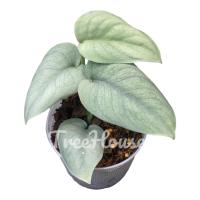 ราคา พลูหัวใจแพลตทินั่ม Scindapsus Platinum กระถาง 4 นิ้ว rare item (15835518774)