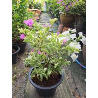 ราคา Bougainvillea เฟื่องฟ้าใบด่าง 2สี ขาว ชมพู จัดทรง ในกระถาง10นิ้ว ต้นเฟื่องฟ้า ไว้บริเวณสวนหน้าบ้าน โรงงาน หรือร้านค้าของตน เพื่อเป็นสิริมงคล เฟื่องฟ้า เป็นพรรณไม้ที่สามารถสร้างคุณค่าของชีวิตให้สูงขึ้น