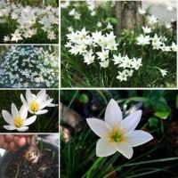 ราคา 20 หัว ชุด บัวดิน สีขาว Zephyranthes grandiflora ชื่ออื่นๆ ว่านขุนแผนสะกดทัพ บัวจีน บัวฝรั่ง บัวสวรรค์ หน่อ (7994799318)