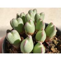 ราคา 10 เมล็ด เมล็ดพันธุ์ Conophytum โคโนไฟตัม กระบองเพชร ไม้อวบน้ำ กุหลาบหิน แคคตัส Castus สายพันธุ์ Conophytum antonii (20558113977)