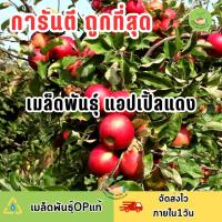 ราคา ถูกที่สุด เมล็ดพันธุ์แอปเปิ้ลแดง (21254830130)