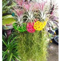 ราคา เคราฤาษี หนวดฤาษี หวายรูปหัวใจ พร้อมทิลแลนเซีย เปลี่ยนสีตามฤดู ไม้ประดับ ไม้ฟอกอากาศ สวยๆ ราคาถูก (15812101898)