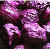 ราคา เมล็ดพันธุ์ กะหล่ำปลีม่วง 100 เมล็ด Purple cabbage กะหล่ำปลี พิเศษ คัดมือ งอก 90 10 แถม 1 คละได้ (9090473159)