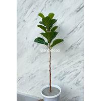 ราคา ต้นไม้ปลอมไทร้ใบสัก ต้นไทรใบสักปลอม เสมือนจริง ต้นไทร พร้อมส่ง (16271929137)