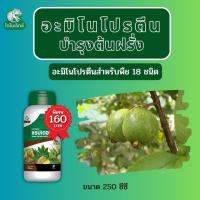 ราคา ฝรั่ง โตไว ใบเขียว ผลใหญ่ แข็งแรง ผลผลิตดี อะมิโนโปรตีนจำเป็นสำหรับพืช 18 ชนิด อะมิโนแรปเตอร์ โดย ไดโนเร็กซ์ (18499017792)