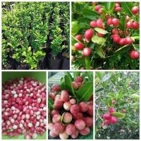 ราคา ต้นมะม่วงหาวมะนาวโห่ ปลูกง่าย จัดส่งพร้อมถุง 6 นิ้ว ลำต้นสูง 50 ซม (21014459060)