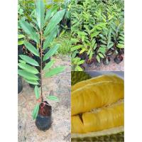 ราคา ต้นทุเรียนมูซังคิงสุดยอดทุเรียนพันธุ์แท้สูง50 60ซม ขึ้นไป (8928672454)