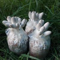 ราคา ก้อนเห็ดโคนน้อย ชุด 20 ก้อนพร้อมคู่มือเลี้ยงง่าย (21258859497)