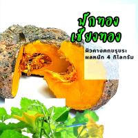ราคา เมล็ดพันธ์ุฟักทอง Pumpkin seeds ฟักทองเชียงทอง 10 เมล็ด เมล็ดพันธุ์ผัก ผักสวนครัว (11002568390)