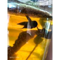 ราคา ปลากัดทุ่งสายใต้เชื้อ25 30 ลูกสาดสงขลาปากดีกัดทนรับประกันคัดเกรดทุกตัวก่อนถึงมือลูกค้าสิ้นค้าเสียหายพร้อมรับประกันทุกขบวนการจัดส่ง (17423169131)