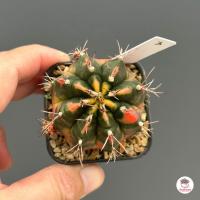 ราคา ยิมโนด่าง ชำหน่อ Gymnocalycium แคคตัส กระบองเพชร cactus succulent (5018088169)