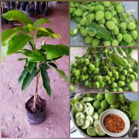 ราคา ต้นมะม่วงเบาใต้แท้หรือที่คนเรียกว่ามะม่วงเบาขนาดต้น 60 70ซม ต้นพันธุ์เสียบยอด พร้อมปลูกจ้า เป็นมะม่วงที่กินดิบได้ทั้งคาวและหวาน ออกลูกเร็วสายพันธุ์แท้100 ปลูกตามธรรมชาติไม่มีสารเคมีใดๆลูกอ่อนจะกรอบมาก