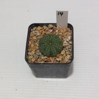 ราคา Astrophytum แคคตัส กระบองเพชร ถูกๆ สวยๆ AA05 (17807293614)