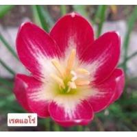 ราคา บัวดิน โทนสีแดง 15แบบ หัวบัวดิน เหง้า ปลูกได้ทุกภาคใช้คลุมดินสวยงาม บัวดินสีแดง (17977305741)