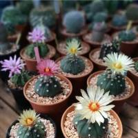 ราคา 30 เมล็ด แอสโตรไฟตัม Astrophytum เมล็ดกระบองเพชร แคคตัส (9108092139)
