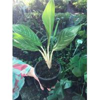 ราคา ต้นคฑาเงิน อโกลนีมา ต้นไม้มงคลพร้อมส่งกระถาง 4 นิ้ว ราคา 159 บาท (11515424128)