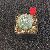 ราคา Astrophytum แคคตัส กระบองเพชร AA03 (17807235378)