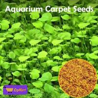 ราคา 100 เมล็ดหญ้าน้ำ สำหรับปลูกตกแต่งตู้ปลา ตู้ไม้น้ำ Aquarium Plants Seeds ช่วยสร้างระบบนิเวศในตู้ปลาให้เหมือนกับธรรมชาติ พืชน้ำตกแต่งตู้ปลา (11768806288)