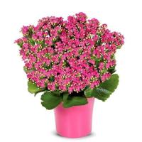 ราคา 35 เมล็ดพันธุ์ เมล็ด กุหลาบหินดอกซ้อน ไม้อวบน้ำ กุหลาบหิน Kalanchoe blossfeldiana Seed อัตราการงอกสูง 80 85 (11770212411)