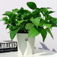 ราคา กระถางรดน้ำต้นไม้อัตโนมัติ ส่งด่วนทุกวัน กระถางต้นไม้ รดน้ำต้นไม้อัตโนมัติ สีขาว เก็บ น้ำ ได้ ไม่ต้องรดน้ำเอง (11563553830)