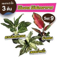 ราคา set 9 ต้น ตวงเงินตวงทอง เพชรน้ำหนึ่ง ช้างแดง กระถาง 5 นิ้ว ต้นไม้มงคล ต้นไม้ฟอกอากาศ (20568934803)