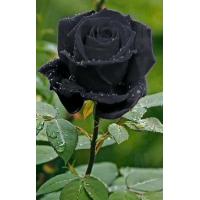 ราคา 5 เมล็ด เมล็ดกุหลาบ สีดำ ดอกใหญ่ สายพันธุ์ของแท้ 100 เมล็ดกุหลาบ ดอกกุหลาบ ปลูกกุหลาบ กุหลาบ อัตราการงอก70 80 Rose seed (9078315465)