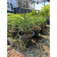 ราคา สนฉัตร กระถาง 6 นิ้ว มาในกระถางพร้อมตั้ง (20995789414)