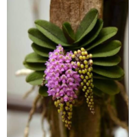 ราคา เอื้องจิ๋ว มณีรัตนา ติดไม้ 2 นิ้ว ออกดอกพฤษภา กรกฎา กล้วยไม้ป่าแท้ กล้วยไม้ป่าสวย กล้วยไม้ป่าหอม กล้วยไม้สวยๆ 1 ต้น ร้านกล้วยไม้ 2565 (20743234648)