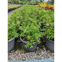 ราคา ต้นเชอรี่แคระ บอนไซ ต้นไม้แคระ รากเยอะ ขนาด 18 ซม พร้อมกระถาง 10 นิ้ว สวยทุกต้น บอนไซเชอรี่แคระ ดอกสีชมพูม่วง ลูกสีแดง ผลกินไม่ได้แต่น่ารัก ไม้ต้นนี้เพาะพันธุ์ง่าย ปักชำยิ่งง่าย จึงชำเป็นกระถางเล็กๆตั