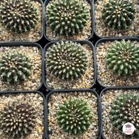 ราคา รวมยิมโน Gymnocalycium Mix แคคตัส กระบองเพชร cactus succulent (21154964482)