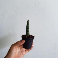 ราคา ต้นว่านงาช้างแบ่งขาย 1 ต้น (17295660473)