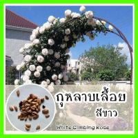 ราคา พร้อมส่ง รหัส 074 เมล็ดพันธุ์แท้ OP แท้ กุหลาบเลื้อยสีขาว White Climbing rose ไม้ประดับ เมล็ดดอกกุหลาบ เมล็ดดอกไม้ เมล็ดกุหลาบ (7666833817)