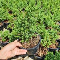 ราคา ต้นสนมังกรมาในกระถางพร้อมตั้ง นิยมปลูกในสวน ทนแดดได้ดี (17345818928)