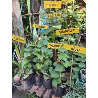 ราคา ต้นองุ่น พันธุ์ เฟรม ซีดเลส แดง ไร้เมล็ด หวาน กรอบ อร่อย กลิ่นหอม แบบกิ่งติดตาพร้อมปลูก รากแน่นทุกต้น พร้อมปลูก จัดส่งพร้อมถุง 4 นิ้ว ลำต้นสูง 30 40 ซม (17179837185)