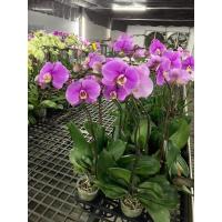 ราคา 30 เมล็ดพันธุ์ Seeds เมล็ดกล้วยไม้ ฟาแลนนอปซิส Phalaenopsis Orchids Orchid flower seeds อัตราการงอก 80 85 (11650124788)
