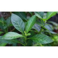 ราคา หนานเฉาเหว่ย Gymnanthemum extensum ป่าช้าเหงา กิ่งชำถุงดำ ถุงละ19 บาท (5767018844)