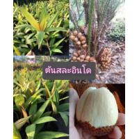ราคา ต้นสละอินโด สละ เป็นผลไม้ที่มีรสเปรี้ยวอมหวาน แต่ในบางสายพันธุ์พบว่ามีรสชาติหวานอร่อย (15536579629)