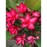 ราคา ต้นลีลาวดี พันธ์ สาวเมืองนนท์ หรือ สาวนนท์ ต้นสูง 45 55 ซม กระถาง 10 นิ้ว ลีลาวดี ดอกสีแดง มีลายสีแดงเข้มทั่วทั้งดอก ออกดอกมีขนาดค่อนข้างใหญ่ ดกเป็นช่อ มีกลิ่นหอมทั้งวัน ออกดอกทั้งปี ต้นสมบูรณ์แข็งแรง