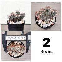 ราคา แมมหนามตะขอ Mammillaria Beneckei (14803045446)